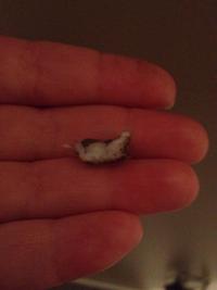 #94 Make a tiny adorable mouse from boogers. Must be constructed from real, bonafide boogers.