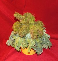 #162 This or any past year’s GISHWHES mascot recognizable in topiary.